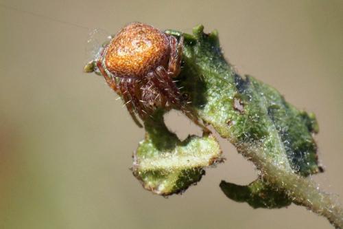 Réf. 318 342 : Neoscona subfusca